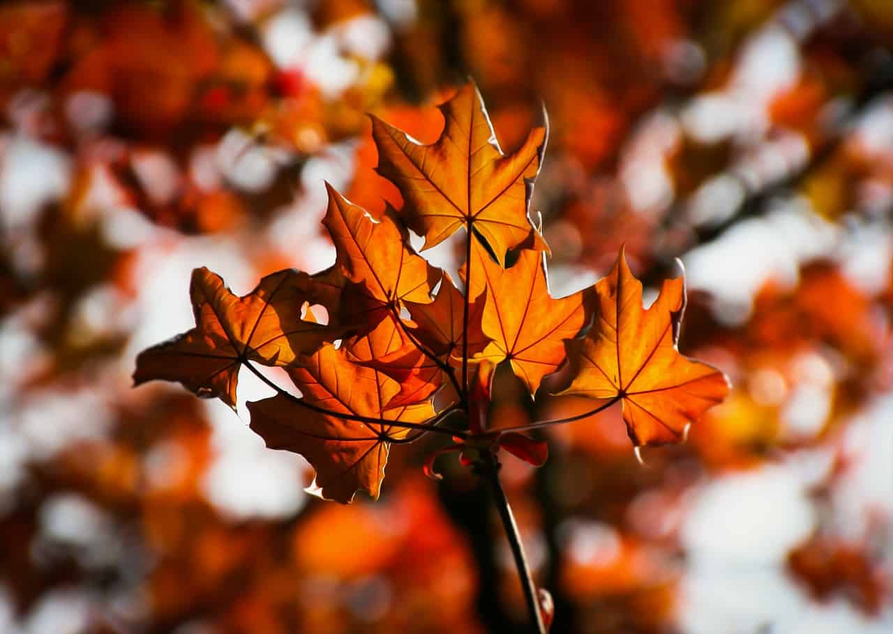 les feuilles d'automne offrent des perspectives différentes